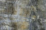 Tall, Petrified Wood Bookends - Oregon #85987-2